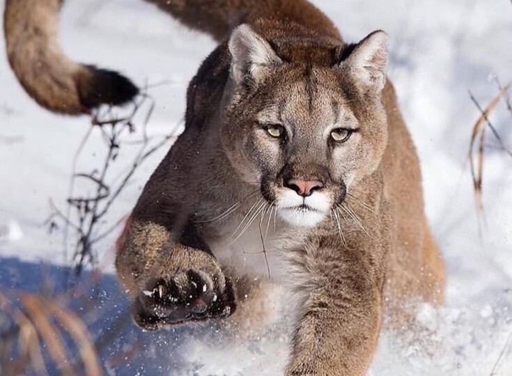 +40 баллов на Активный гражданин за викторину «Московский зоопарк онлайн: пума»