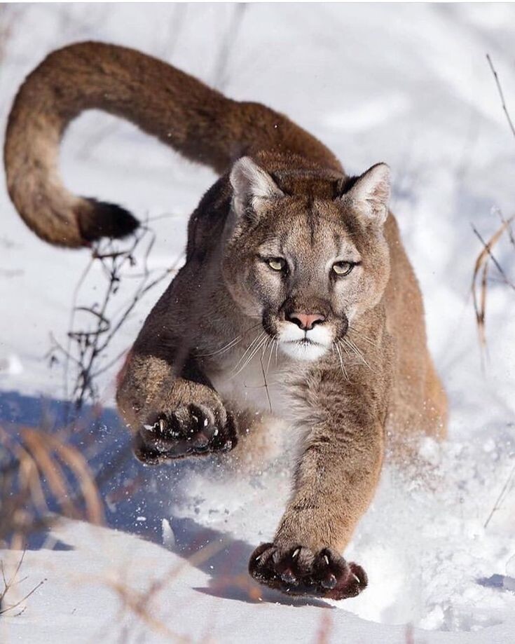 Длина пумы 2 м при размере хвоста 80 см и массе 100