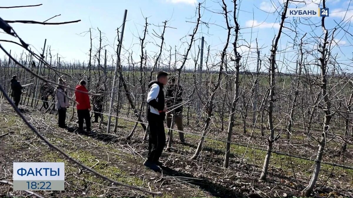    Скриншот видео телеканала «Кубань 24»