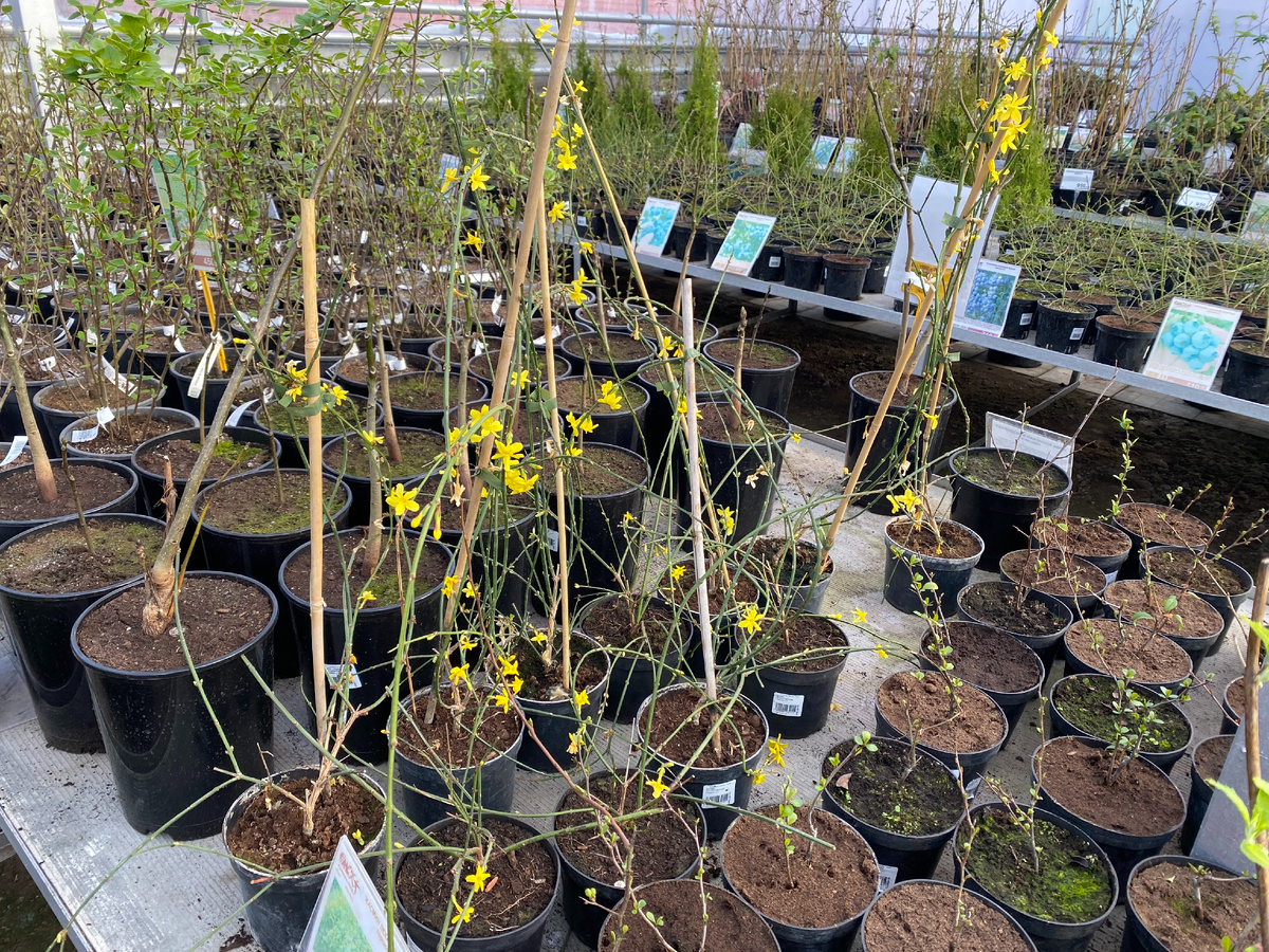 Жасмин голоцветковый в СЦ, фото автора