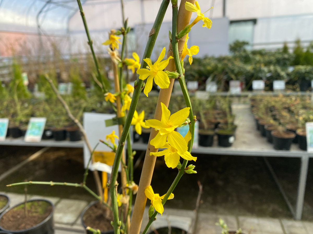 Жасмин голоцветковый в СЦ, фото автора