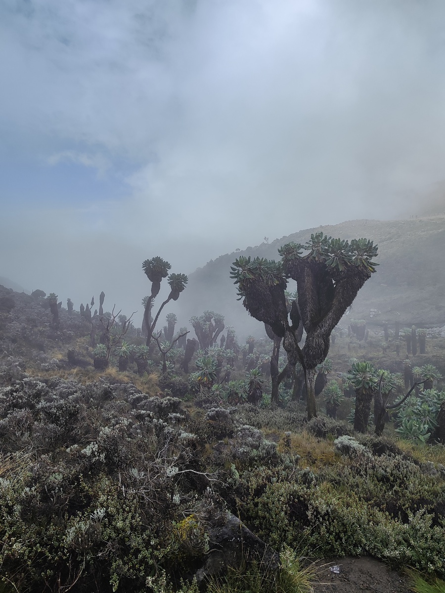    Создатель кондопожской мастерской для людей с инвалидностью поднялся на гору Килиманджаро© Роман Унукайнен / VK