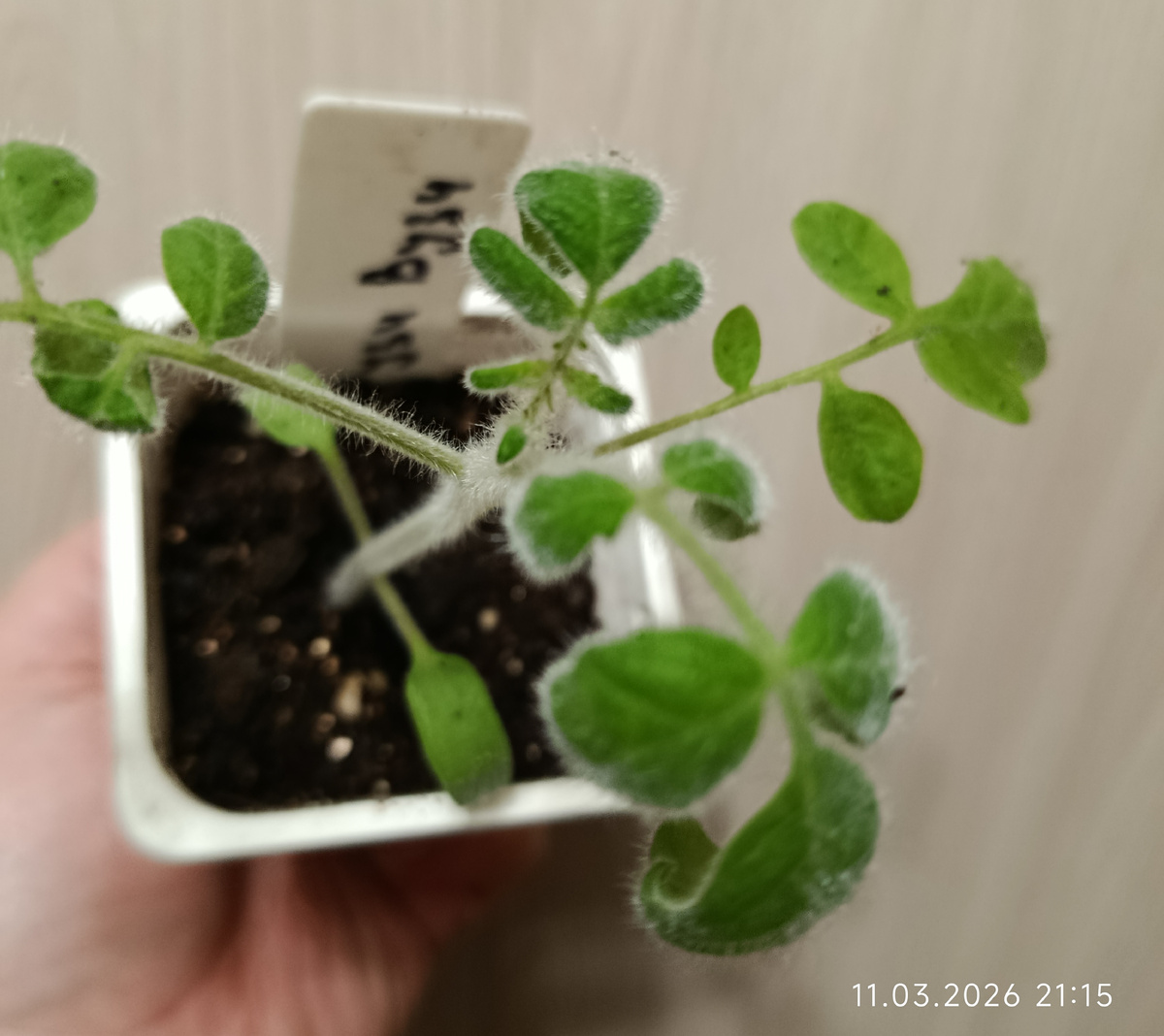 Рассаде месяц от роду. Пора подкармливать. Чем и как буду Я, читайте в это воскресенье 🤗