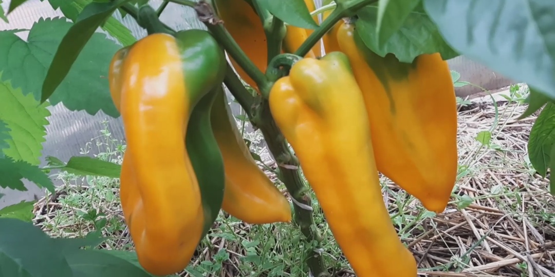 Перевалка. Как угодить перцу?