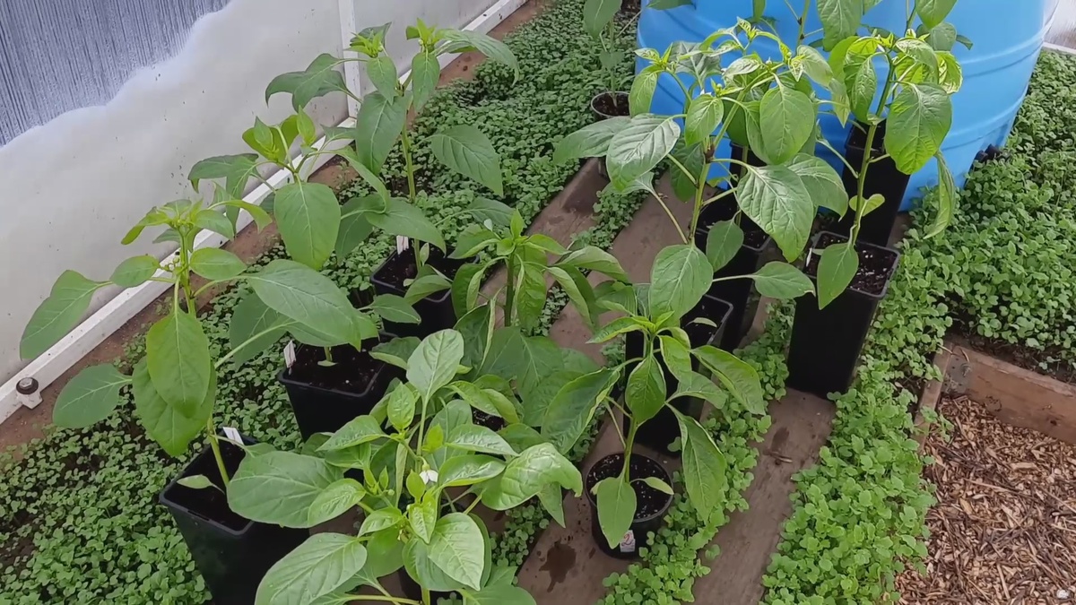 Жителям средней полосы вырастить перец безрассадным способом просто невозможно. 