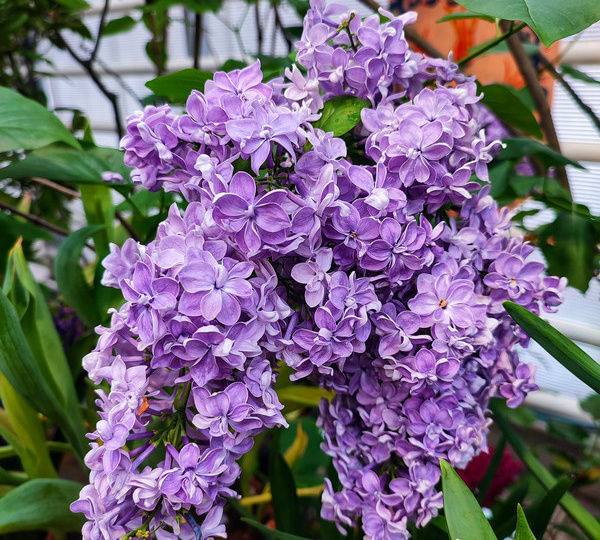 Репетиция весны в Аптекарском огороде, обратная сторона красоты