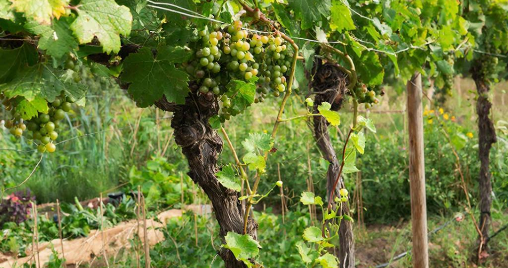 Сладкий виноград без косточек даже в дождливое лето: работающий агроприем