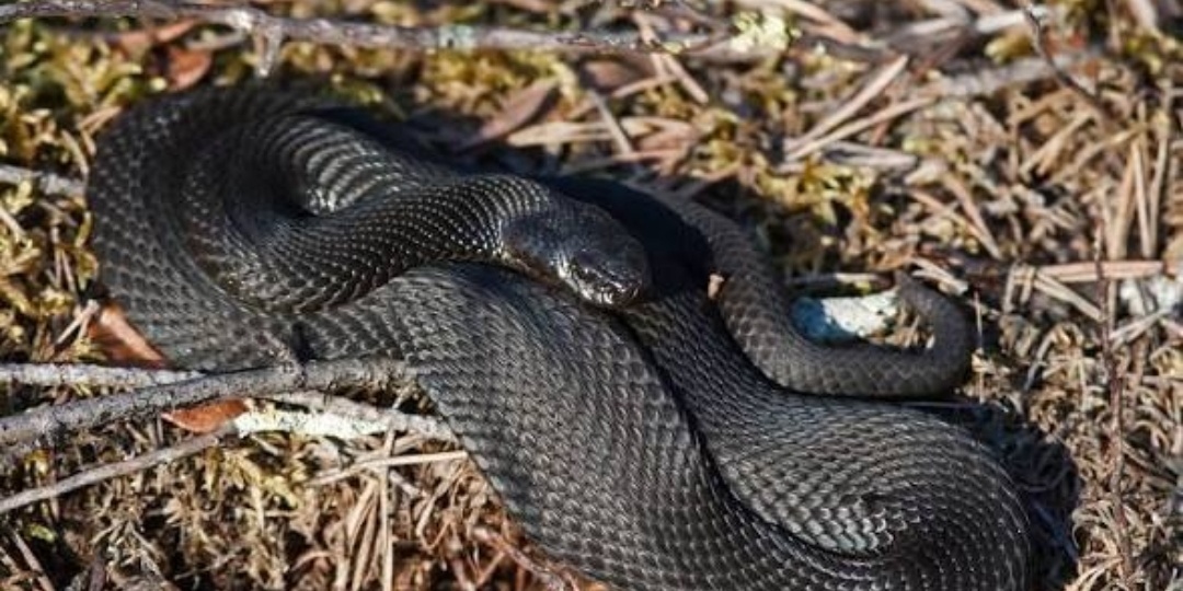 Нашествие ядовитых змей в Москве будет уже через две недели