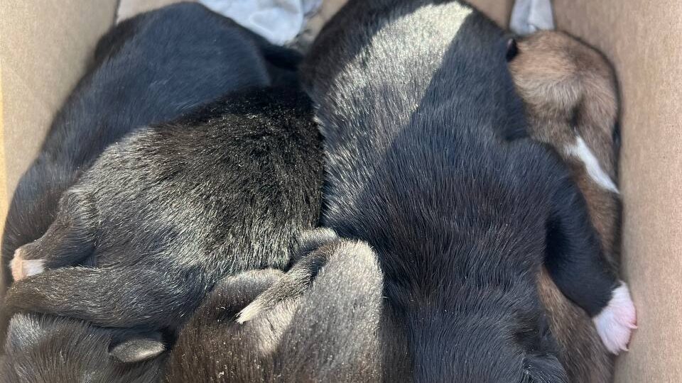 ДРУЗЬЯ! Пожалуйста не бросайте нас наедине с такой бедой! 😢