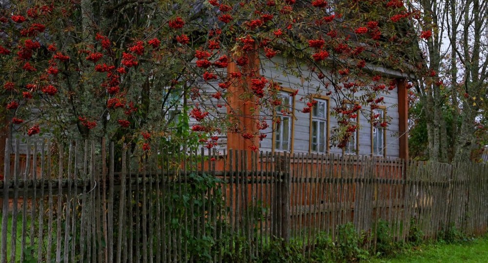 Зелёный друг. Растения здоровья, любви, счастья и достатка. Истории и советы.