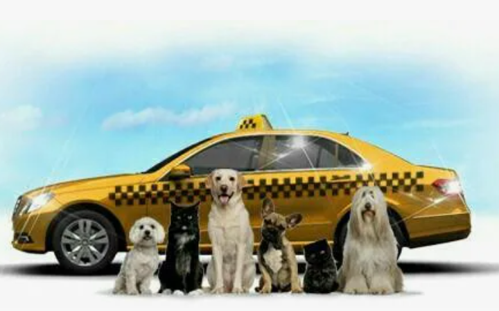 Источник: https://youla.ru/tomsk/uslugi/perevozki/taksi-dlia-sobak-5a5e0b4df202635f582f9062