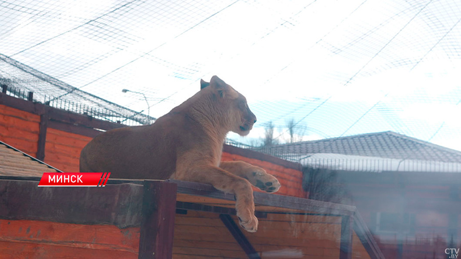    Скриншот: ctv.by