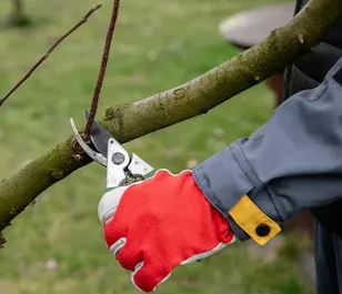 Весенняя обрезка по Мичурину: три жестких правила для рекордного урожая