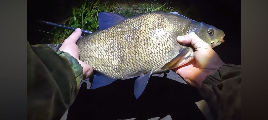 Ловля леща: секреты опытных рыбаков, которые позволяют ловить даже тогда, когда у других полный ноль