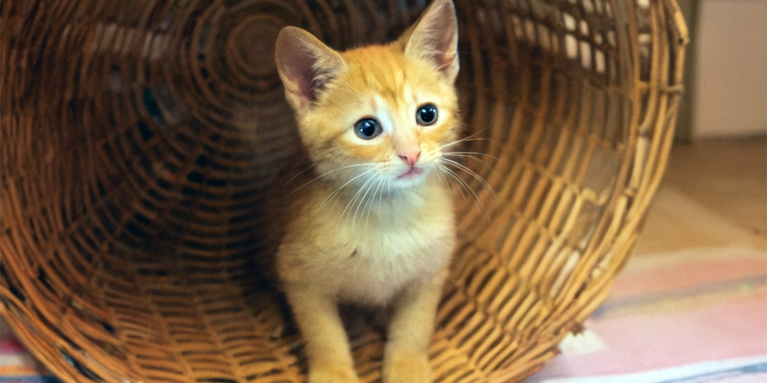 Подарок для внучки