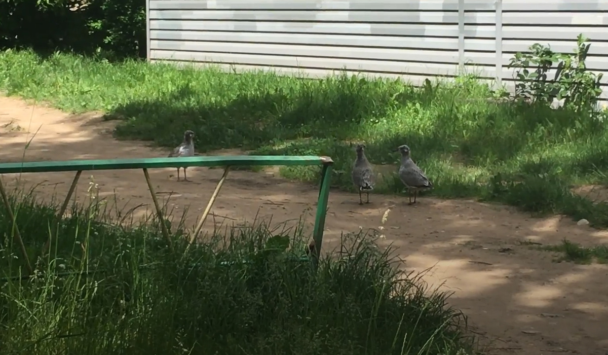 В ПРОШЛОМ ГОДУ... (МАМКУ ЖДУТ)