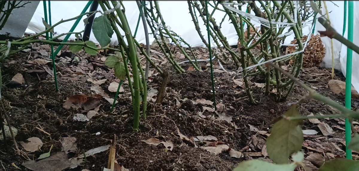 Розы под укрытием