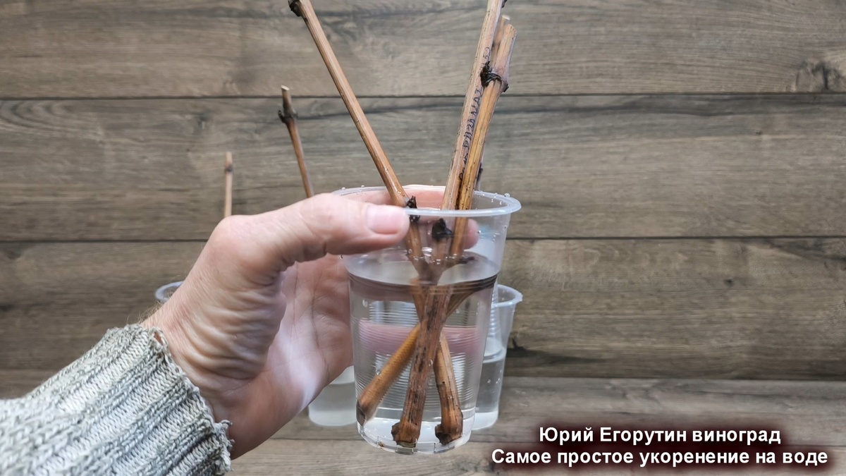 Неправильный способ укоренения на воде.