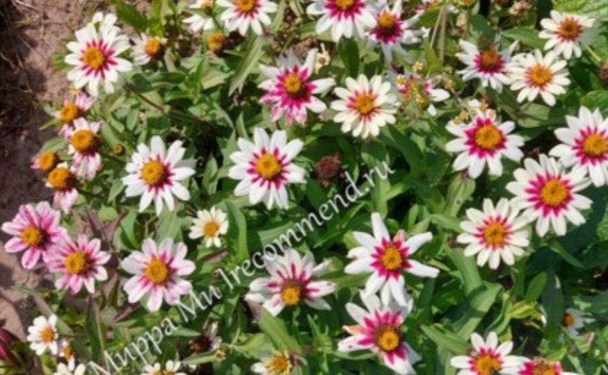 Циния Захара и Дабл Захара