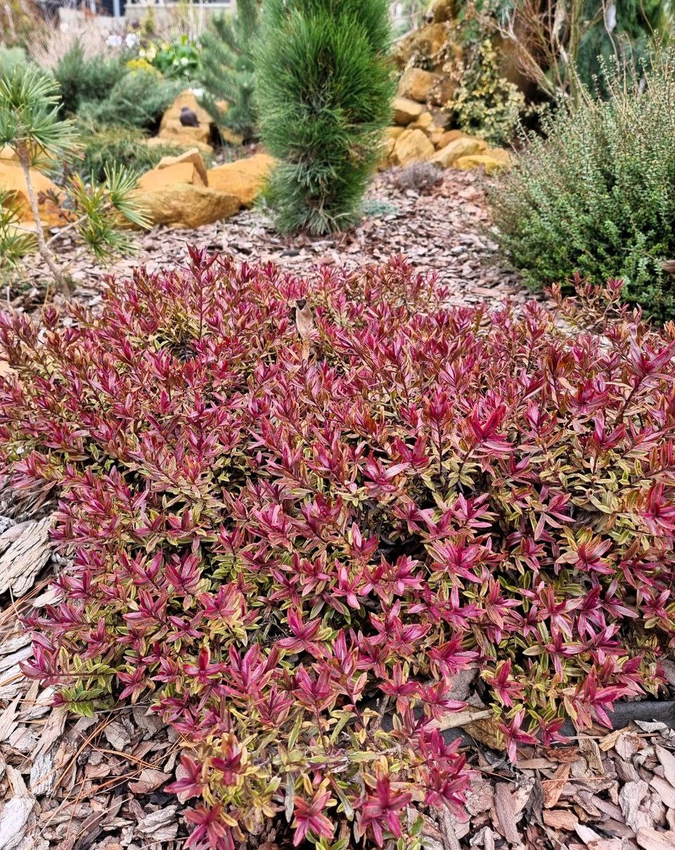 Hebe Purple Shamrock 'Neprock'. Ярко-розовый зимний окрас.