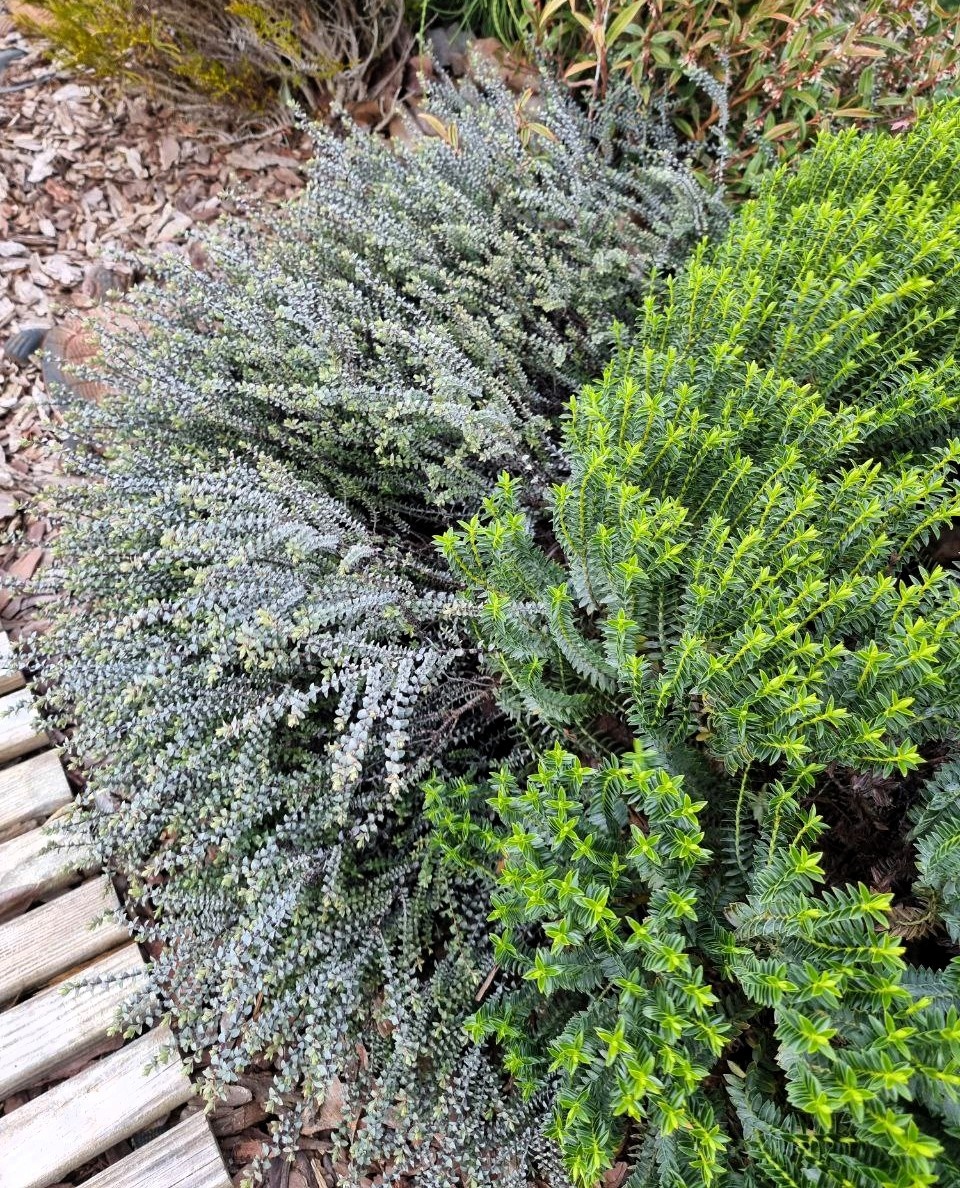 Hebe pinguifolia ‘Quicksilver’ и Hebe odora ‘New Zealand’ после зимы. Анапа.