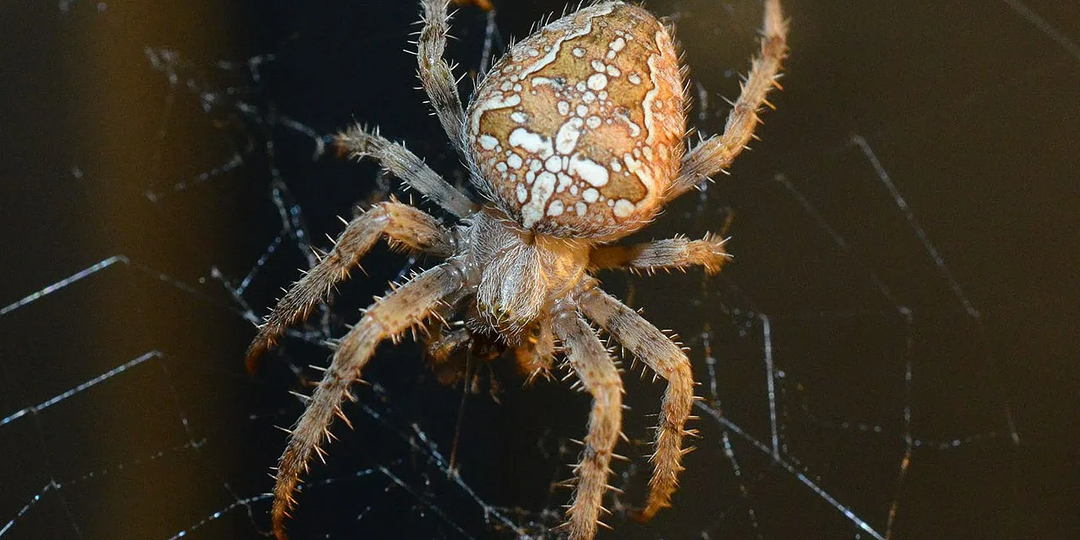Паук-крестовик: опасен ли паук с крестом на спине или мы зря его боимся?