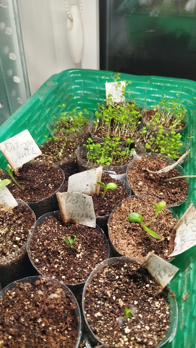 А рассады-то больше должно быть