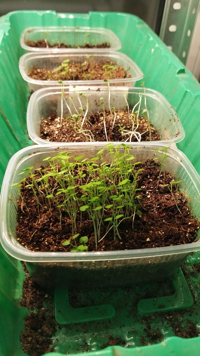 Тянется к окну