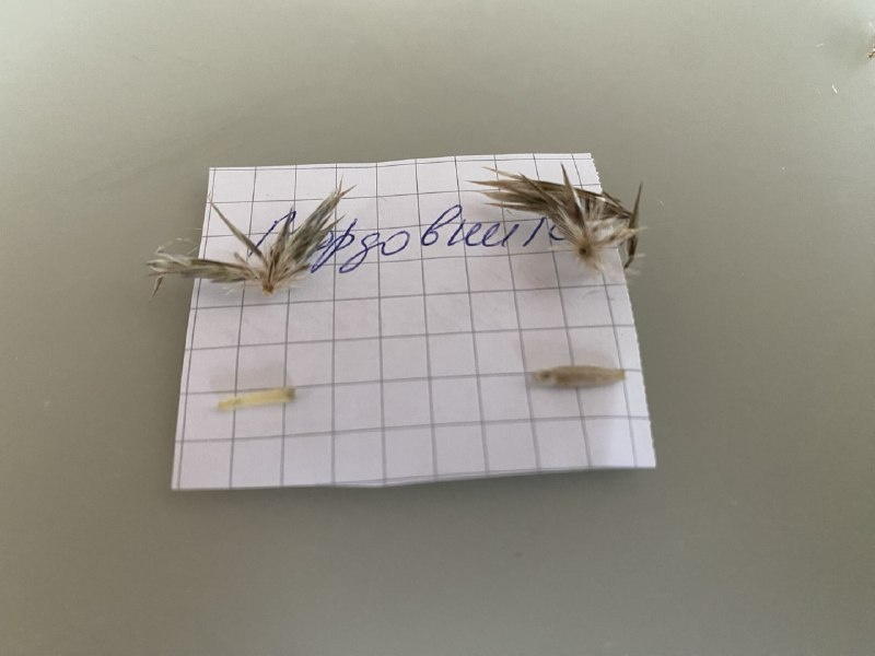 Семянки мордовника - несозревшая и вызревшая, фото автора