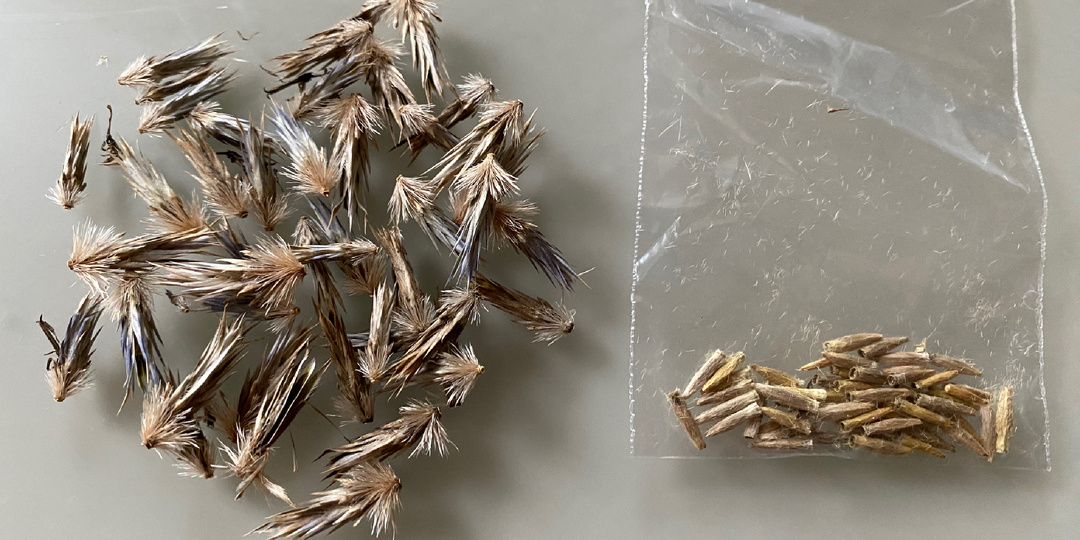 Мордовник шароголовый: выращивание из семян, мой опыт