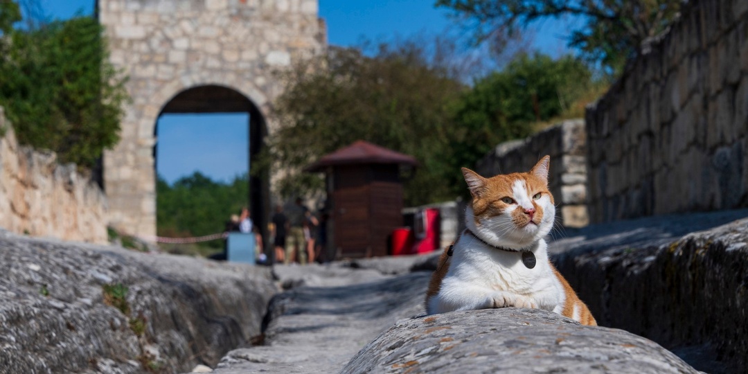 Весенний Крым: кот Мостик рекомендует лучшие места для отдыха