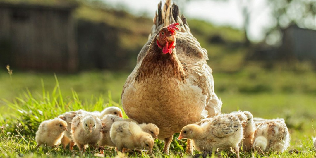 Лучшие породы кур-наседок: какие отлично высиживают цыплят