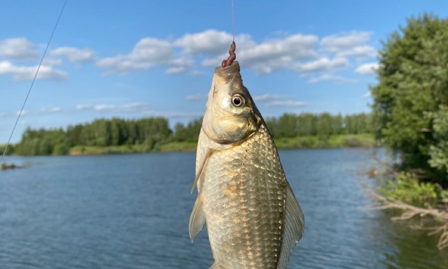 2 простых изменения в деликатной фидерной оснастке, которые позволят увидеть поклевку крупного леща весной.