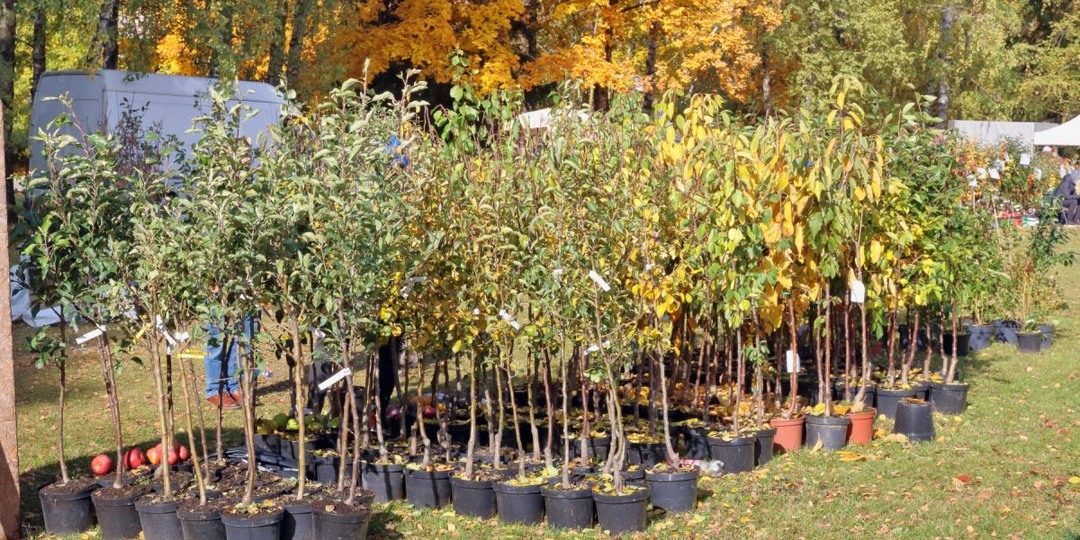 Покупка саженцев плодовых: что важно знать, чтобы не разочароваться