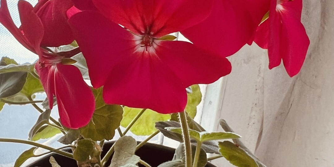 Зацветают мои цветы, подарок от сестрички.