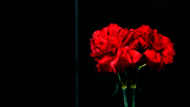 Фото: https://ru.freepik.com/free-photo/close-up-red-carnation-flower-reflection-glass_4929599.htm#fromView=search&page=1&position=0&uuid=f098da20-0fa2-4209-9488-b46e61d2079c&query=%D0%B3%D0%B2%D0%BE%D0%B7%D0%B4%D0%B8%D0%BA%D0%B8