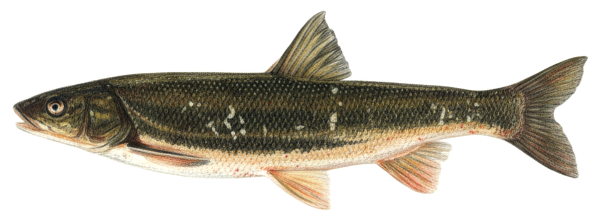 (Pseudaspius brandtii)