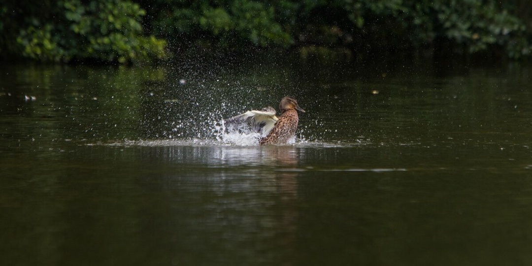 Житель Китая нашёл в утке золото почти на 12 тысяч юаней