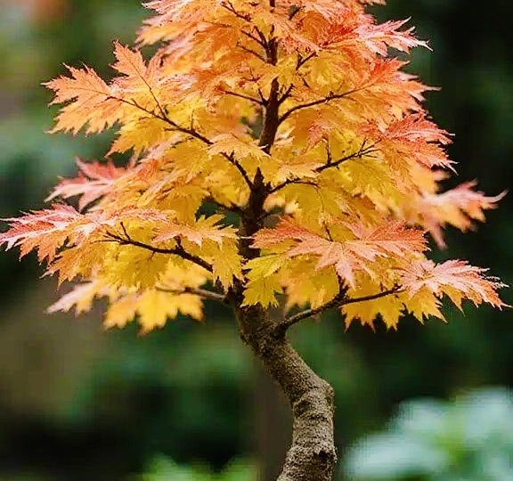 Русский бонсай: как создать японское чудо из растений на даче