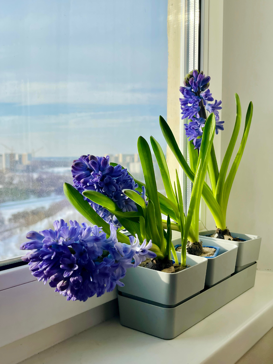 С них начинается весна!