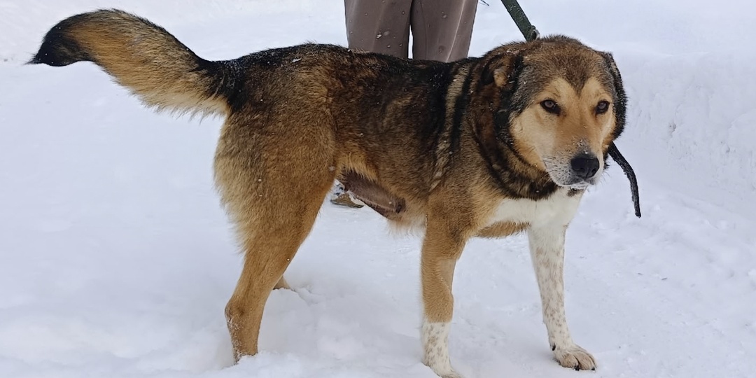 Преданность, которую растоптали, и сердце, которое закрылось на все замки. Соня