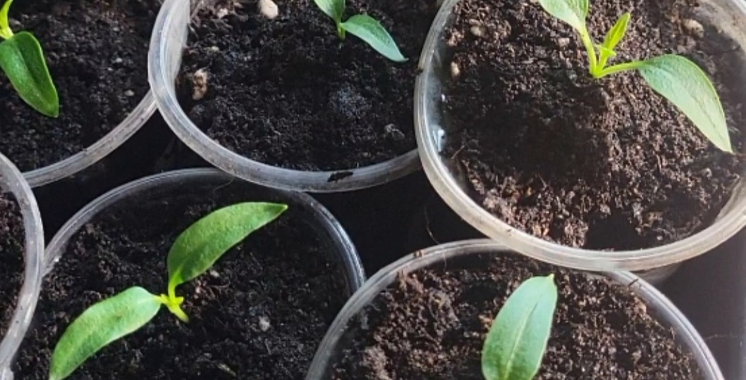 Пикировка рассады перца пошагово: простой способ пересадки, которым пользуюсь много лет