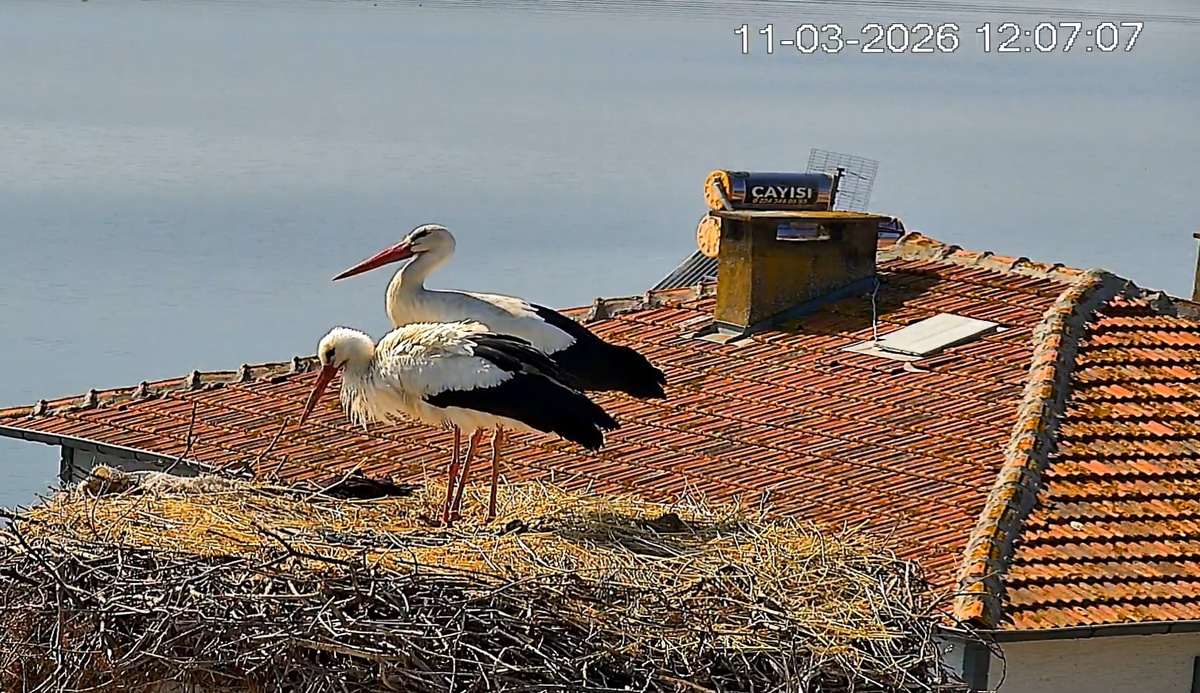 Назлы меньше ростом, как и положено даме