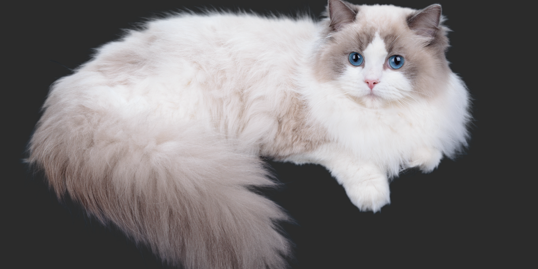 Тайна кошек-хамелеонов: как температура тела «рисует» окрас кошки