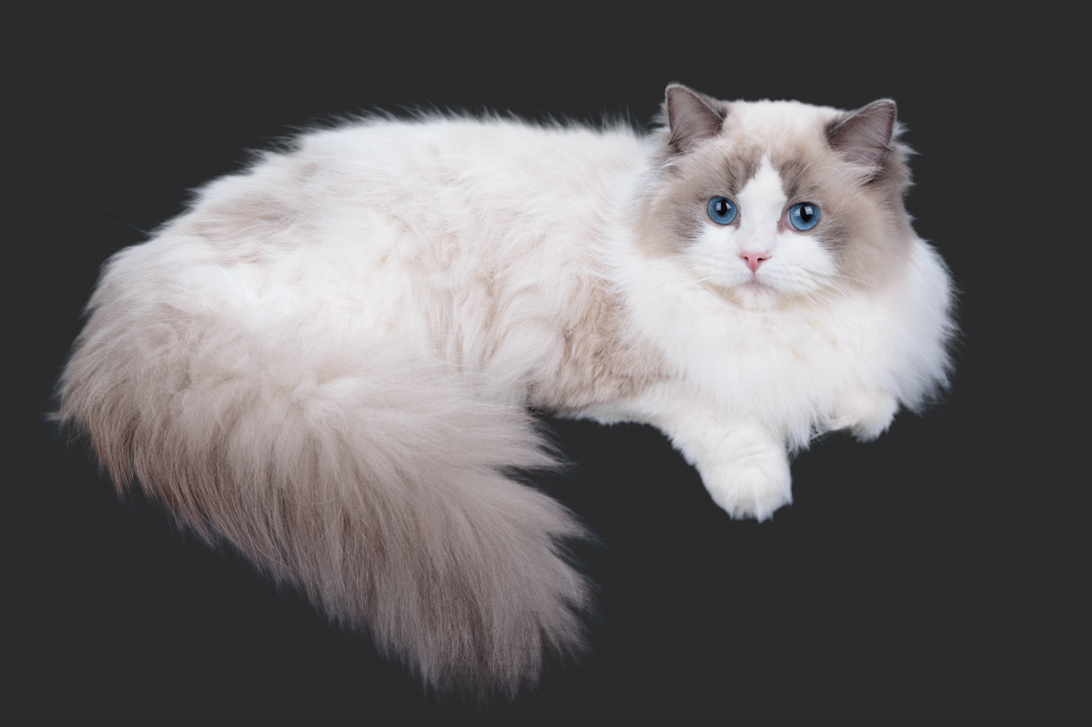 Рэгдолл, питомник Flower Cloud