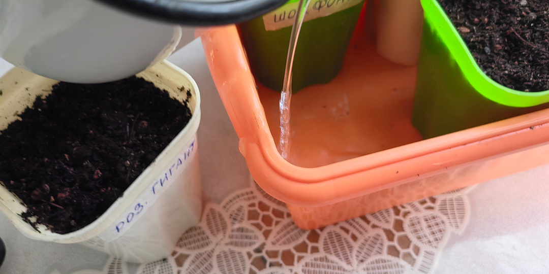 Нюансы лёгкого выращивания рассады. Посев помидоров, перцев, проблемы и вопросы