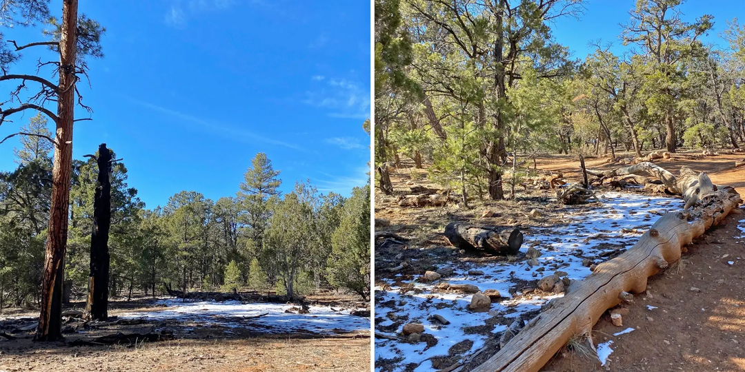Советы от фотографа National Geographic: как снимать на телефон так, чтобы соседи обзавидовались 📸🤳