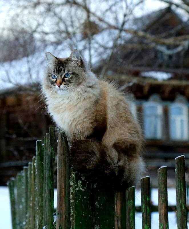 иллюстрация из яндекс картинки.