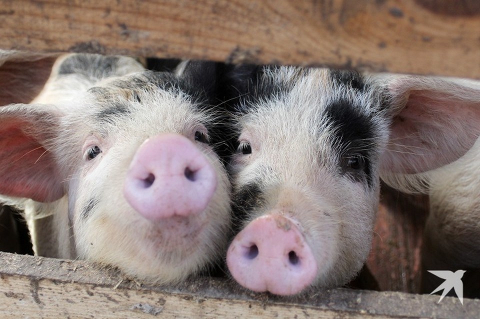    В результате проверки нарушений не выявлено Юлия ПЫХАЛОВА