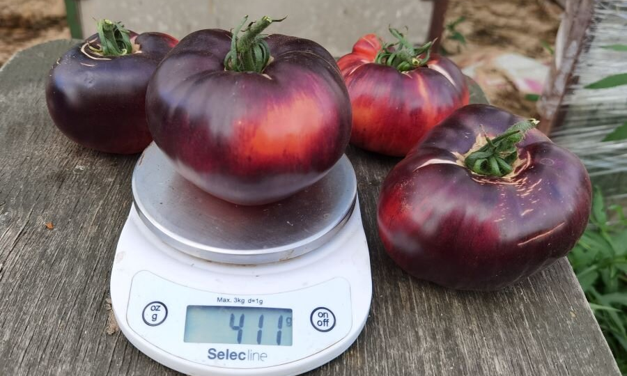 Антоциановые индеты, идем дальше по томатному списку